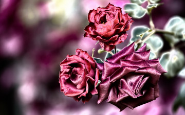 Картинка цветы розы фон