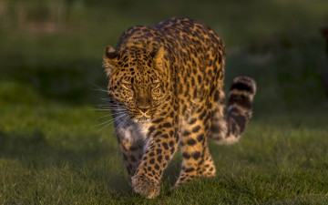 Картинка животные леопарды зверь взгляд