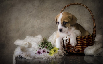 Картинка животные собаки цветы щенок собака