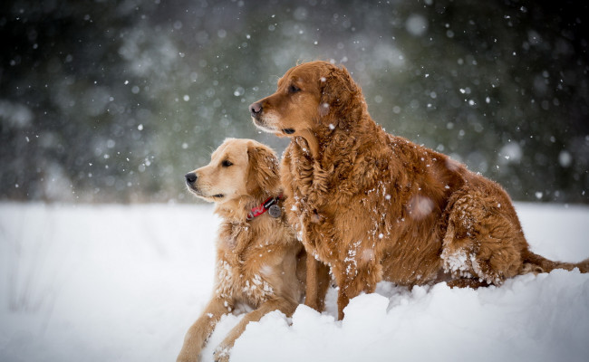 Обои картинки фото животные, собаки, снег, зима