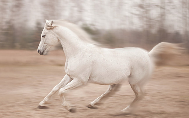 Обои картинки фото животные, лошади, конь, природа, бег