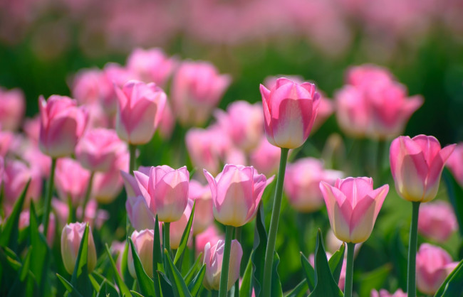 Обои картинки фото цветы, тюльпаны, розовый, весна, бутоны