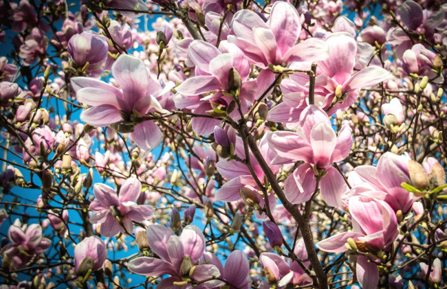 Обои картинки фото цветы, магнолии, макро, весна, дерево, магнолия, розовый