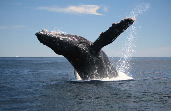 Обои картинки фото животные, киты,  кашалоты, кит, млекопитающее, морские, море, океан, прыжок