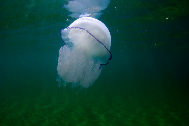 Обои картинки фото животные, медузы, медуза, подводный, мир, море, океан