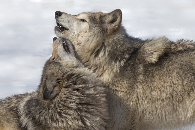 Обои картинки фото животные, волки,  койоты,  шакалы, фон, природа