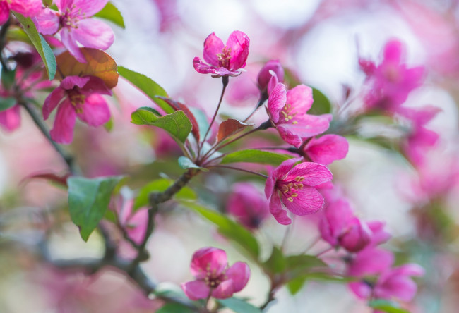 Обои картинки фото цветы, цветущие деревья ,  кустарники, розовый, весна, ветка, яблоня