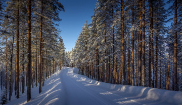 Картинка природа дороги снег дорога лес