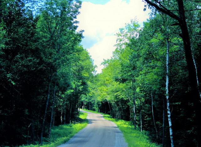 Обои картинки фото природа, дороги, лес, дорога, деревья