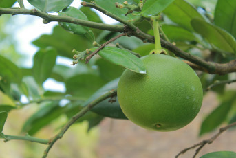 Картинка природа плоды грейпфрут незрелый зеленый