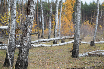 Картинка природа деревья береза дерево лес