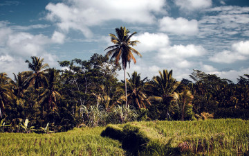 обоя природа, тропики, пальмы