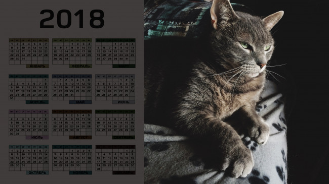 Обои картинки фото календари, животные, кошка, взгляд