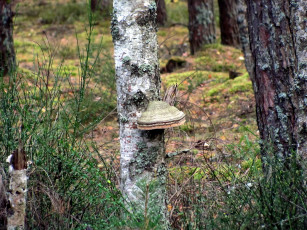 Картинка природа грибы стволы