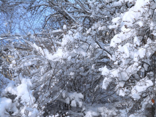 Картинка природа зима лес зимой