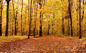 Картинка природа лес деревья осень дорожка листья