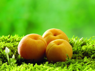 Картинка еда персики сливы абрикосы peaches