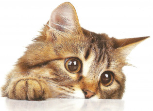 Картинка рисованные животные коты кошка кот