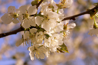 Картинка цветы цветущие деревья кустарники ветка весна