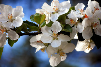Картинка цветы цветущие деревья кустарники ветка яблоня