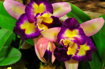 Картинка цветы орхидеи яркий пестрый экзотика