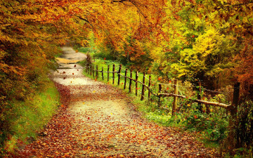 Картинка природа дороги лес деревья осень тропинка забор листья