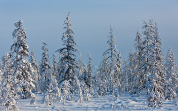 обоя сергей, доля, природа, зима, Якутия
