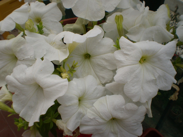 Обои картинки фото цветы, петунии, калибрахоа, белый