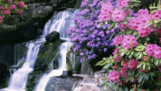 Обои картинки фото природа, водопады, водопад, ботанический, сад, азалия, рододендроны