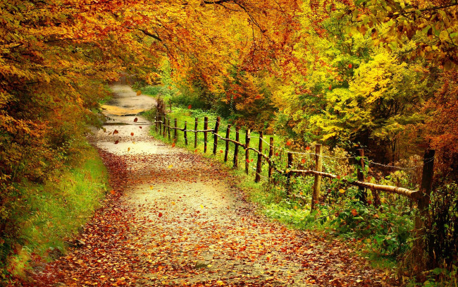 Обои картинки фото природа, дороги, лес, деревья, осень, тропинка, забор, листья