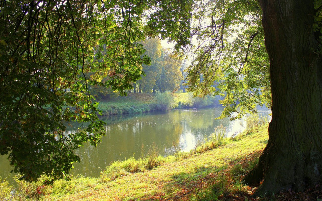 Обои картинки фото природа, реки, озера, лето, река, дерево