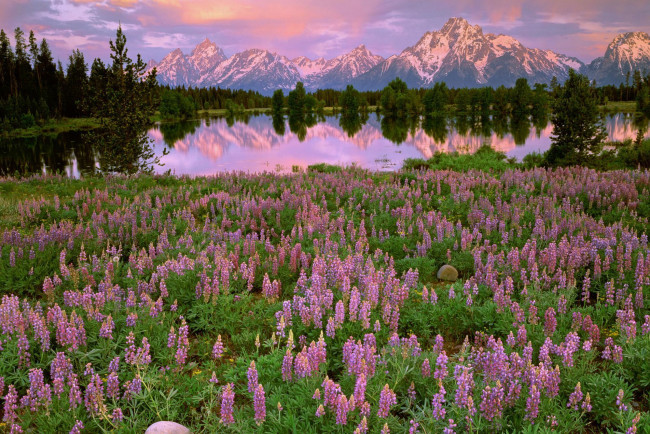 Обои картинки фото природа, луга, закат, розовые, полевые, поляна, цветы, озеро, горы, отражение, деревья