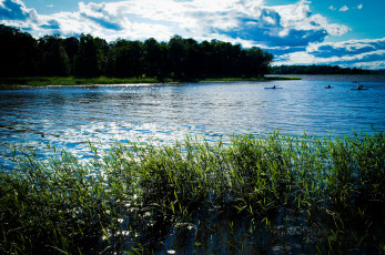 Картинка швеция природа реки озера река камыши