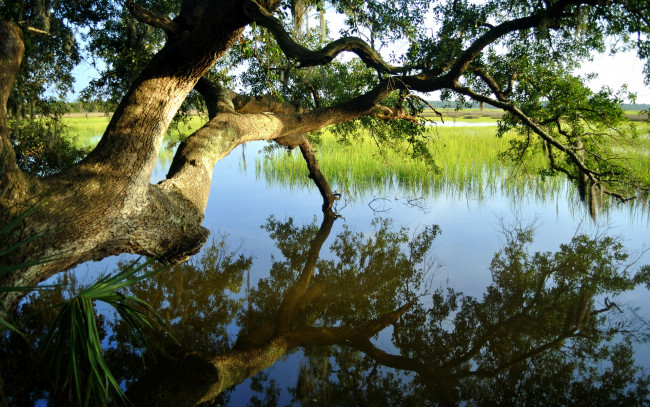 Обои картинки фото природа, реки, озера, дерево, отраженье, пейзаж, озеро