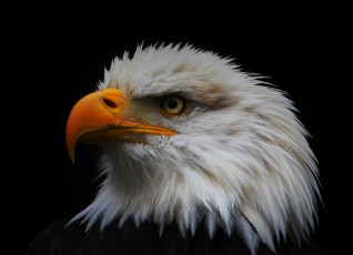 Картинка животные птицы+-+хищники орлан белоголовый