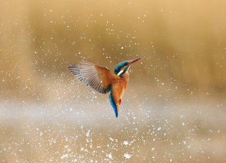 Картинка животные зимородки капли брызги вода kingfisher alcedo atthis обыкновенный зимородок птица