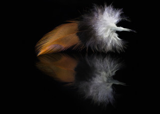 Картинка разное перья отражение перо