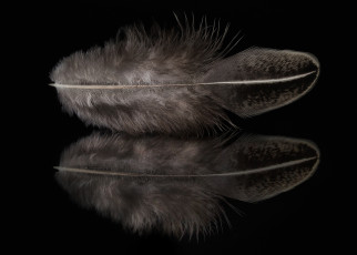 Картинка разное перья отражение перо