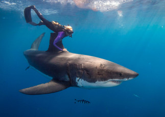 Картинка shark животные акулы хищник акула рыбы море