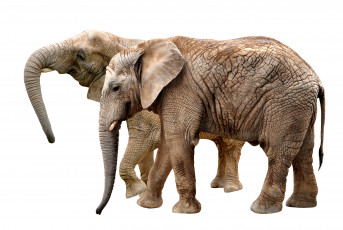 Картинка животные слоны двое
