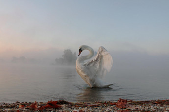 Картинка животные лебеди туман утро лебедь
