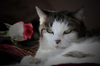 Картинка животные коты взгляд кот кошка роза цветок