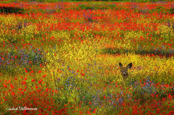 Картинка животные олени желтые олень животное красные поле цветы