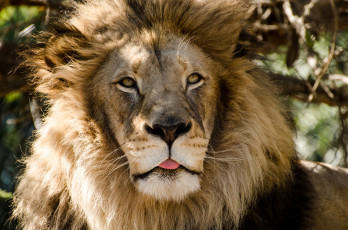 Картинка животные львы язык морда хищник кошка портрет грива