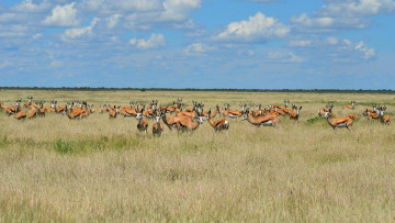 Картинка животные антилопы сафари
