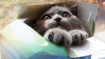 Картинка животные коты глаза коробка морда лапы серый кот кошка взгляд