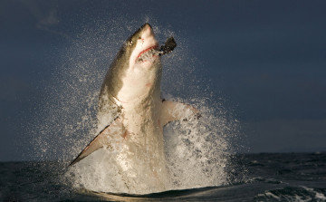 Картинка shark животные акулы море рыбы хищник акула