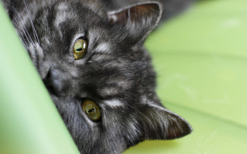 Картинка животные коты cat кот кошка macro глаза макро черный полосатый