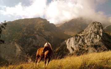 Картинка животные лошади горы лошадь