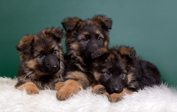 Картинка животные собаки щенки овчарки трио малыши